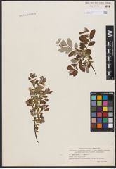 Foto von Salix aurita L. x Salix repens L.